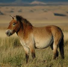 the Przewalski horse.